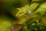 Madrid > Macro >  Sparkling Leaves 