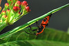 My Insects : 