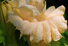 Madrid > Flowers photo