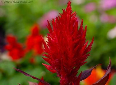 Flowers photo