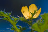 Madrid > Flowers photo