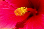 Madrid > Macro >  Almost A Tiger Paw