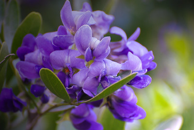 Flowers photo
