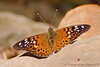 Madrid > Butterflies >  Empress Leilia