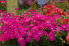 Madrid > Flowers photo