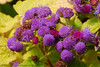 Madrid > Flowers photo
