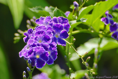 Flowers photo