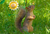 Nature In The City Back Yard : 